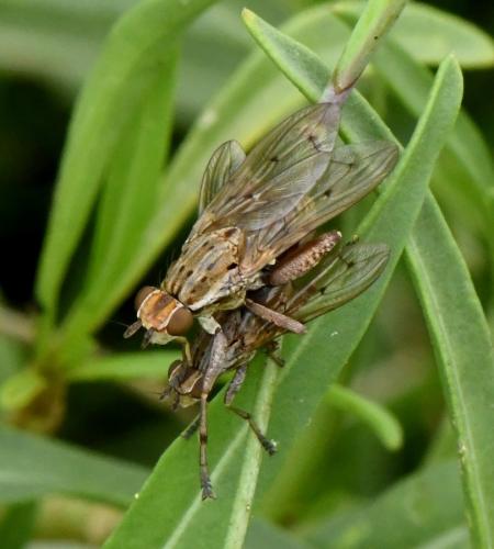 Réf. 217 652 : Salticella fasciata